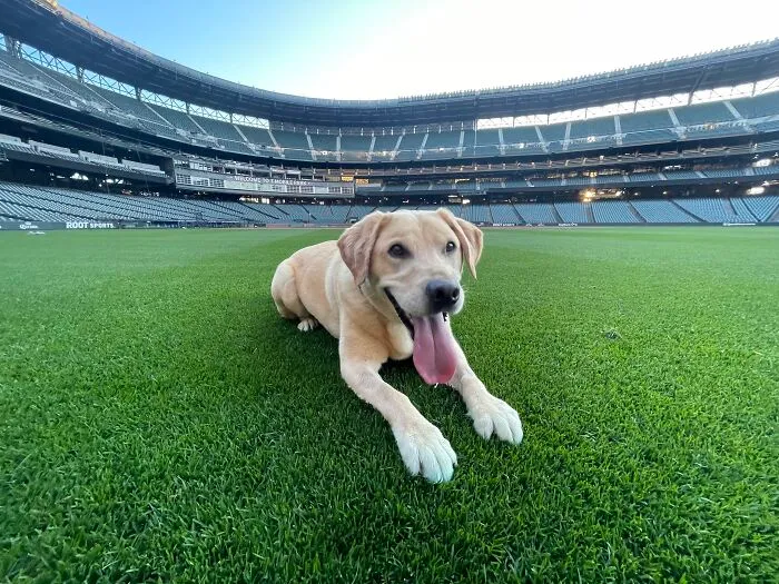 This Is Tucker. He's A 4-Year-Old Lab/Retriever Mix And He Was Just Adopted By The Seattle Mariners Clubhouse