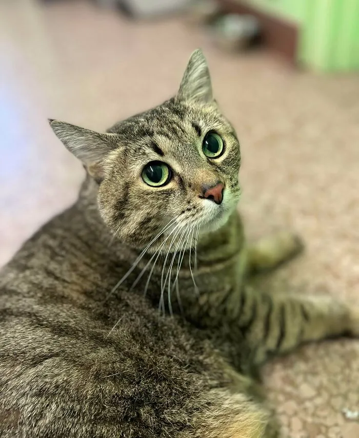 Adoptamos esta semana una gatita ciega y sin garras de 10 años y se está adaptando perfectamente