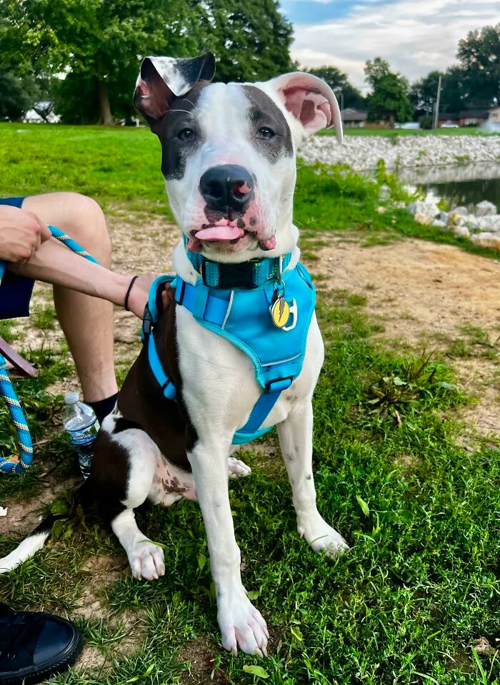 Mi bobo perrete, Zeus. Nunca supe que podía querer tanto a un animal