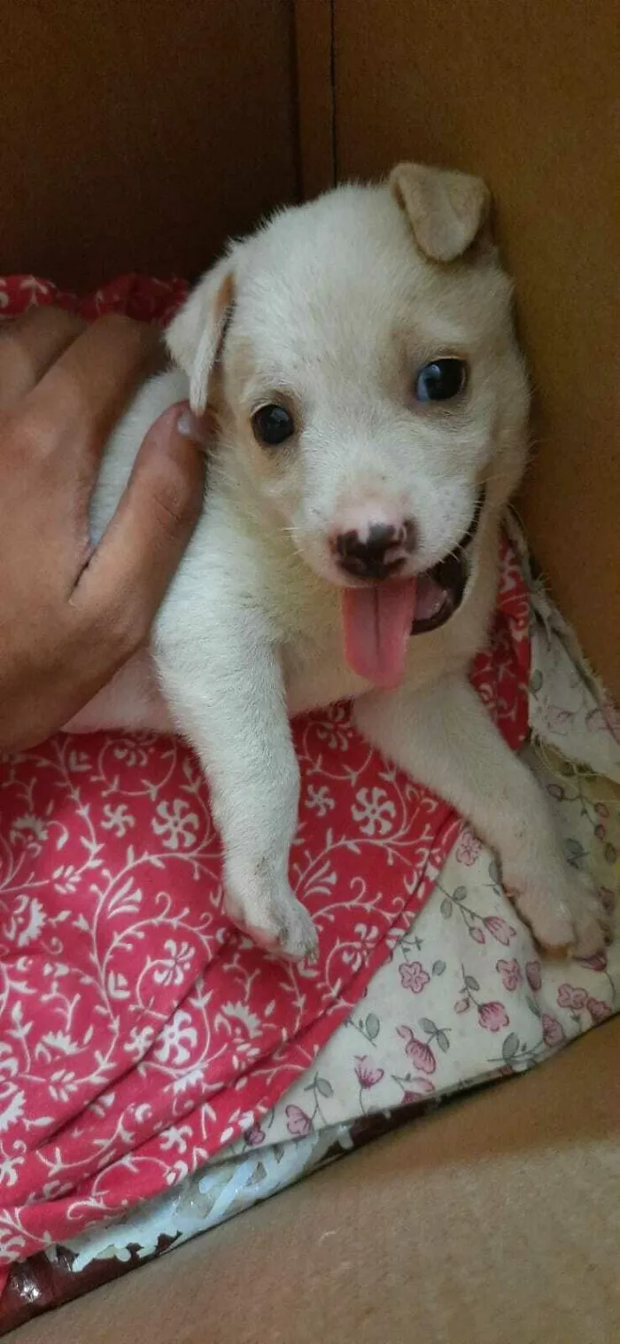 Lo adopté la semana pasada. Es extremadamente enérgico y ama a todos en mi familia y nosotros también. Lo llamé Dior