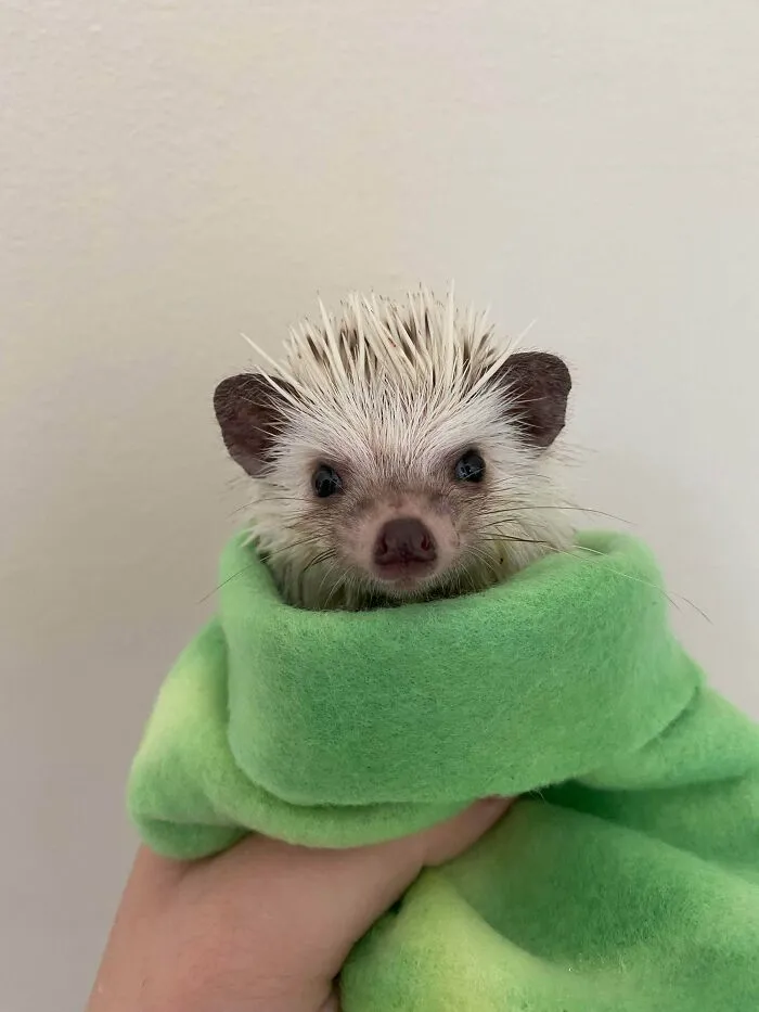 Meet Gusgus, I Rescued Him Yesterday From A Girl Who Was Gonna Throw Him Out
