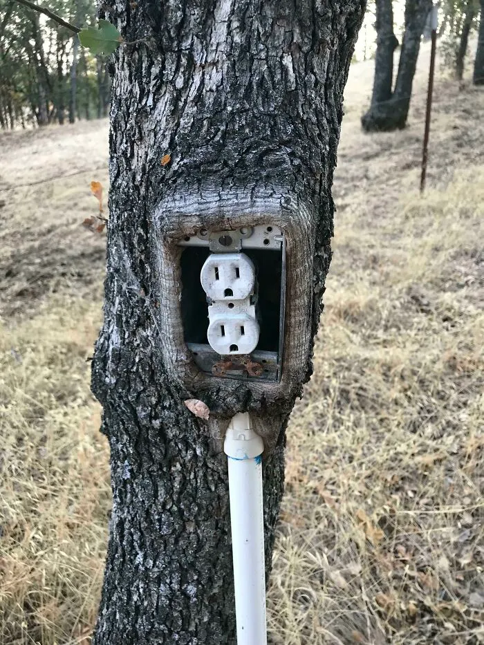 Was Told This Belongs Here. An Oak Tree Growing Around An Electrical Box