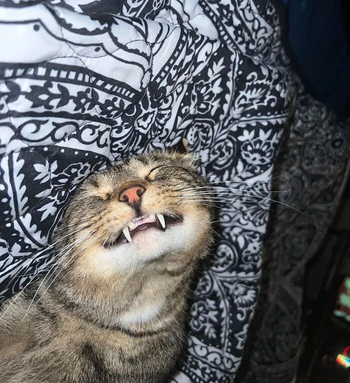 Pancake Says Hi