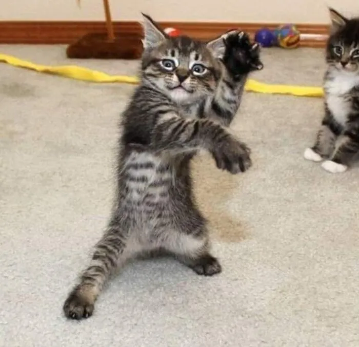 New Kung-Fu Cat Meme In The Making?