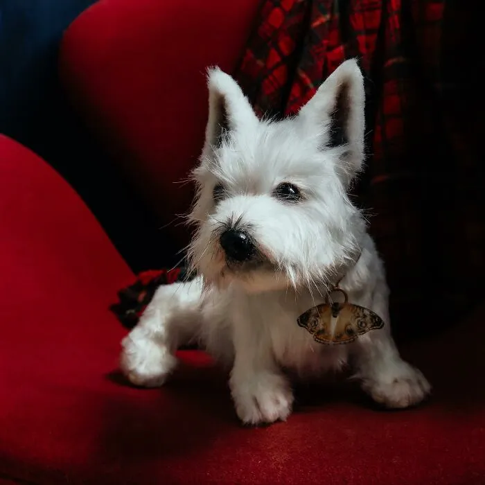 I'm Making Animal Dolls Out Of Faux Fur, And It's Both Ethical And Cute (32 Pics)