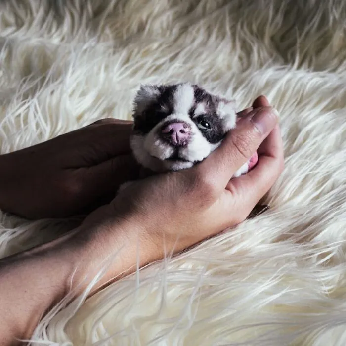 I'm Making Animal Dolls Out Of Faux Fur, And It's Both Ethical And Cute (32 Pics)