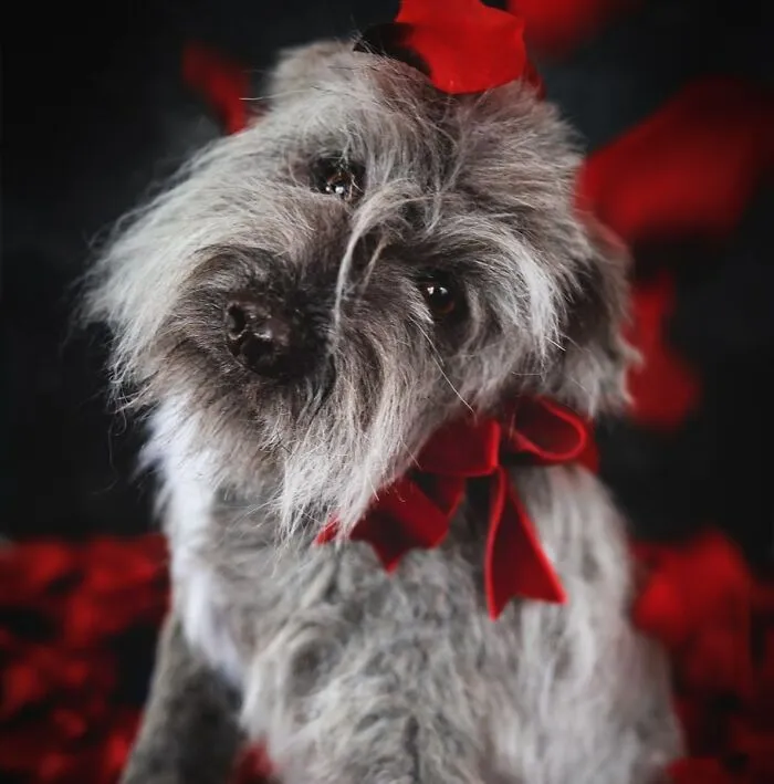 I'm Making Animal Dolls Out Of Faux Fur, And It's Both Ethical And Cute (32 Pics)