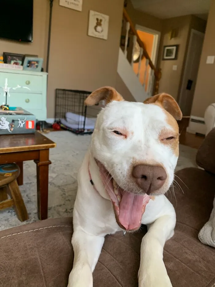 The “WeRateDogs” Twitter Account With 9M Followers Rates People's Dogs, And It's As Hilarious As It Is Wholesome (50 New Pics)