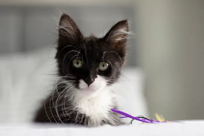 Our New Kitty