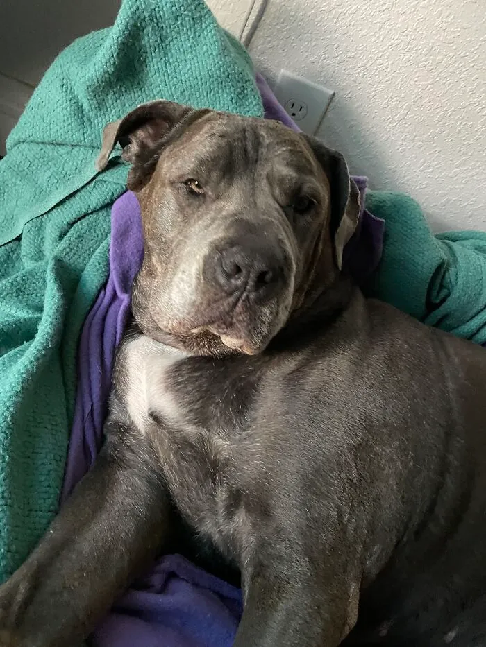 The “WeRateDogs” Twitter Account With 9M Followers Rates People's Dogs, And It's As Hilarious As It Is Wholesome (50 New Pics)