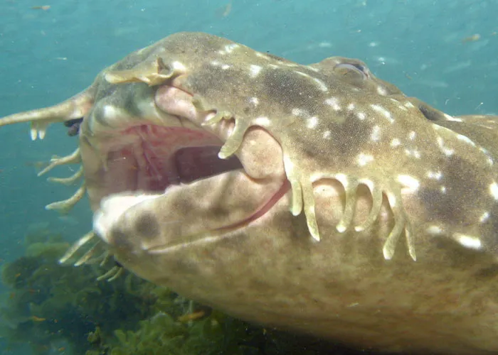 Divers Reveal 50 Disturbing Discoveries Underwater They Will Probably Never Be Able To Explain
