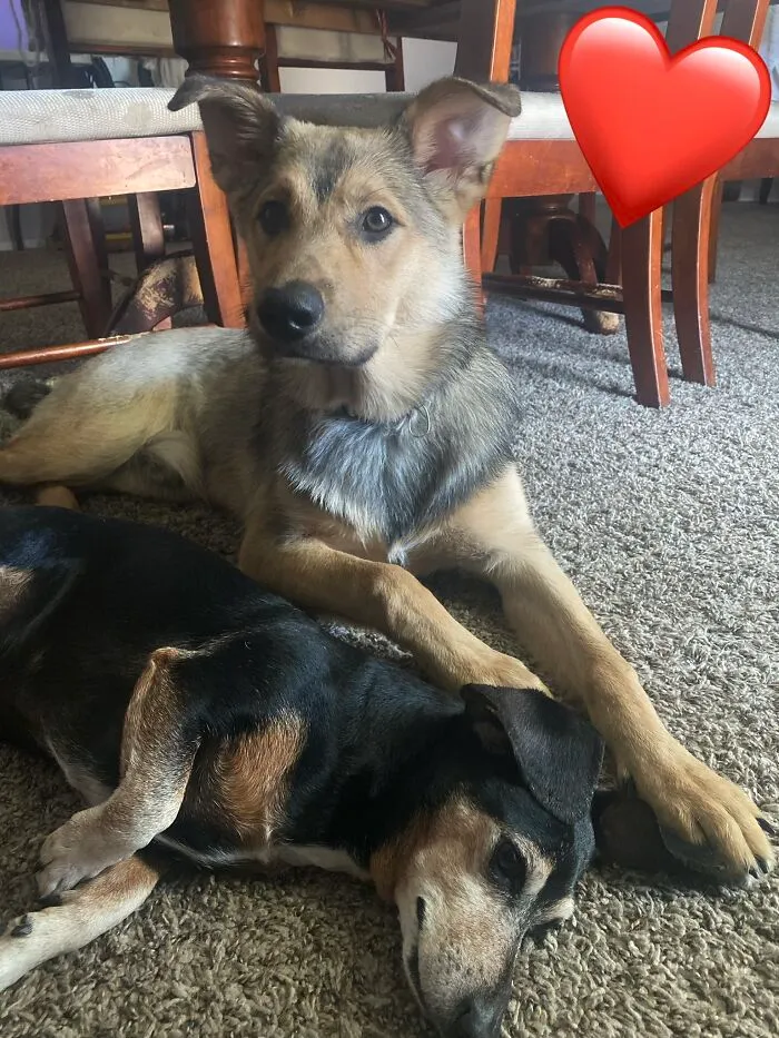 The “WeRateDogs” Twitter Account With 9M Followers Rates People's Dogs, And It's As Hilarious As It Is Wholesome (50 New Pics)
