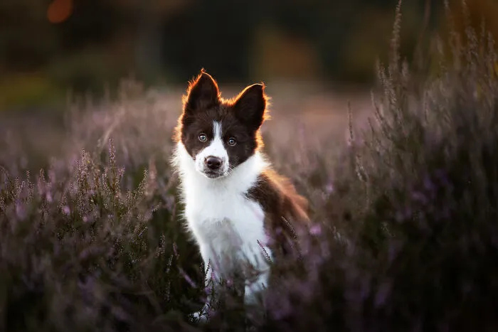 Dogs Showing Their Personality: 25 Cute Photos I Took (New Pics)