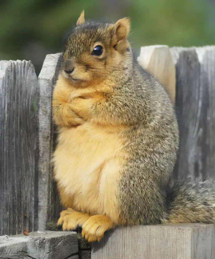 Defiant Squirrel