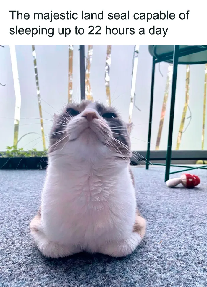 50 Perfectly Accurate Pics And Memes That Capture What It's Like Living With Cats