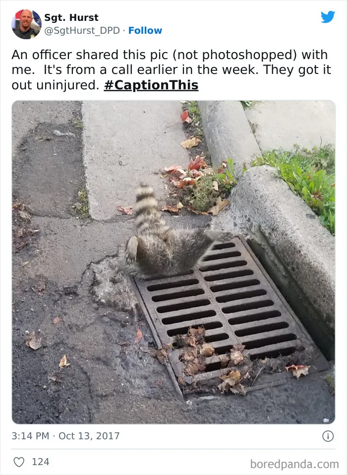Trash Panda Got Stuck In A Storm Drain