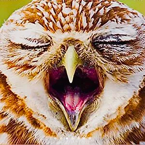 Tiredowl24
