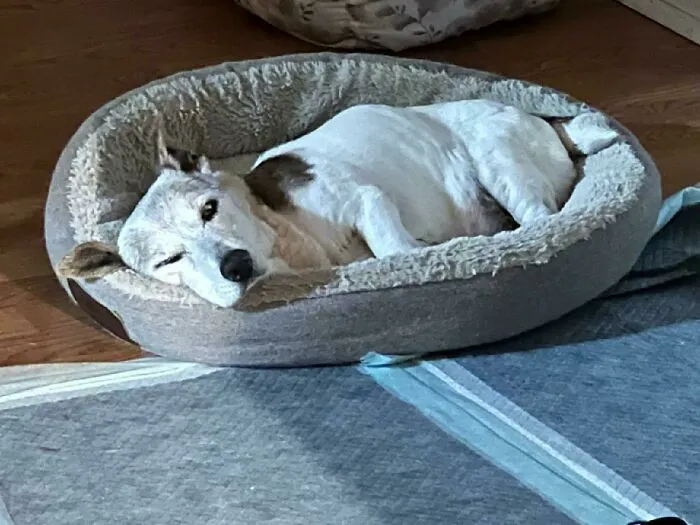 The “WeRateDogs” Twitter Account With 9M Followers Rates People's Dogs, And It's As Hilarious As It Is Wholesome (50 New Pics)