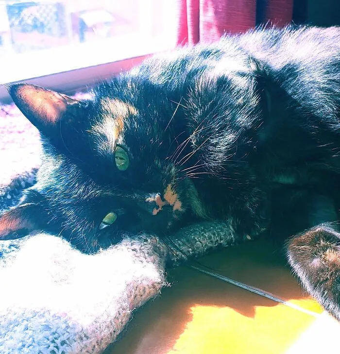 My Sweet Girl Cinder Lounging In The Sun
