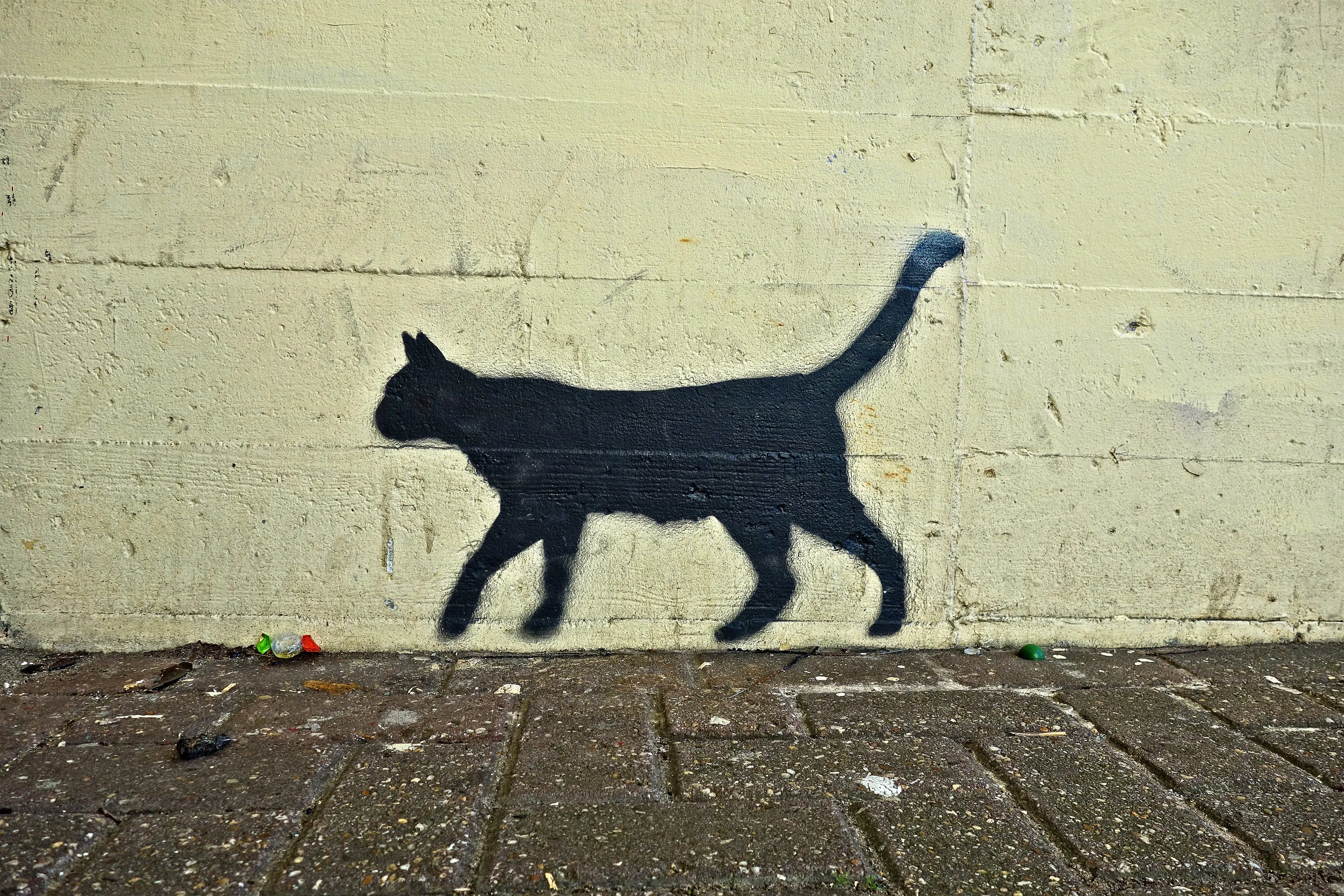 The Cat Of Schrödinger Street: My Cat Novel :)