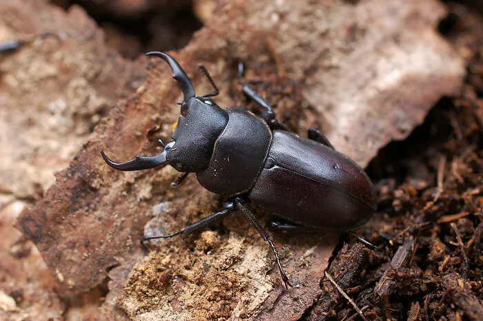 Dorcus