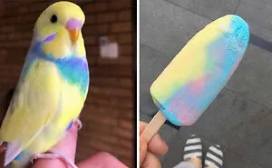 50 Parrots That Prove There Is Never A Dull Moment When Owning Them As A Pet