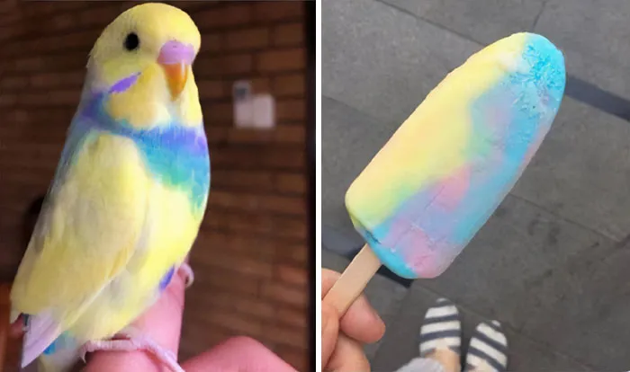 Popsiclebirb
