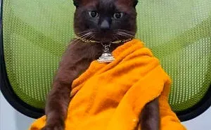 50 Perfectly Accurate Pics And Memes That Capture What It's Like Living With Cats