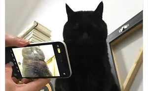50 Perfectly Accurate Pics And Memes That Capture What It's Like Living With Cats