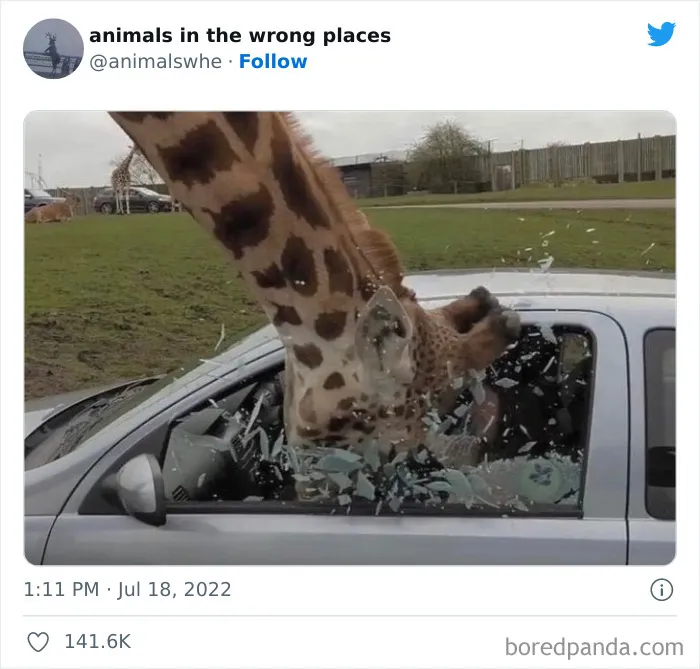 34 Animales avistados en lugares indebidos y que acabaron en esta cuenta de Twitter