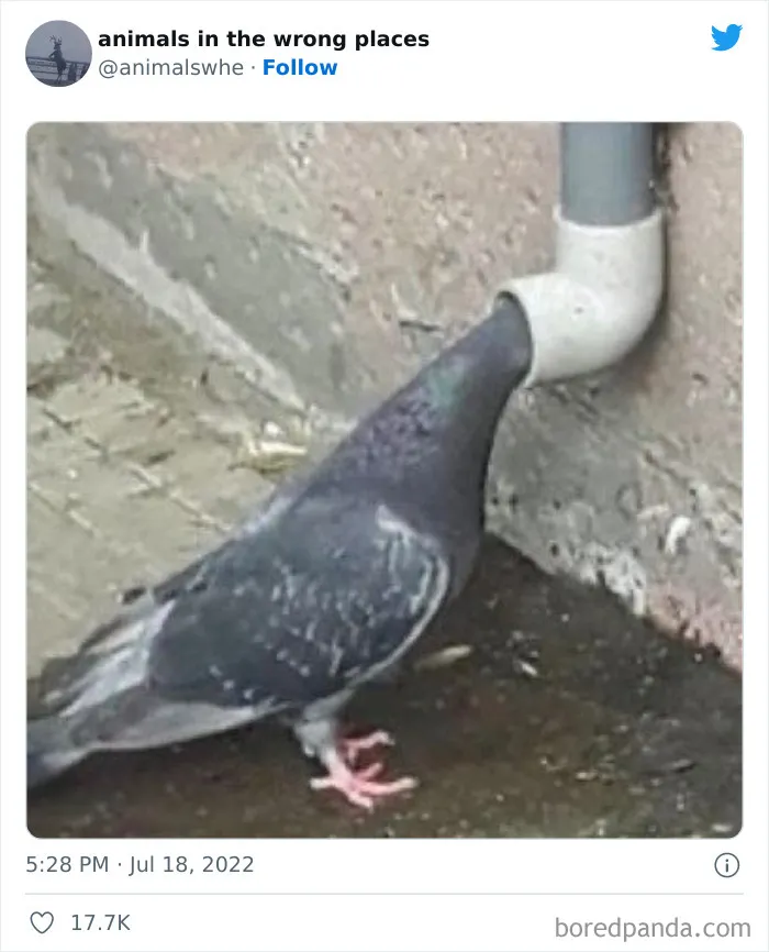 34 Animales avistados en lugares indebidos y que acabaron en esta cuenta de Twitter
