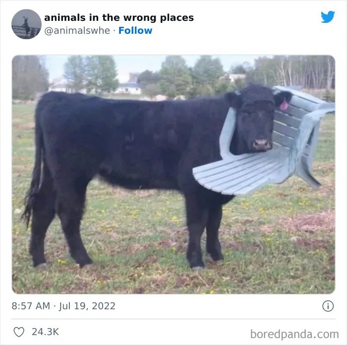 34 Animales avistados en lugares indebidos y que acabaron en esta cuenta de Twitter