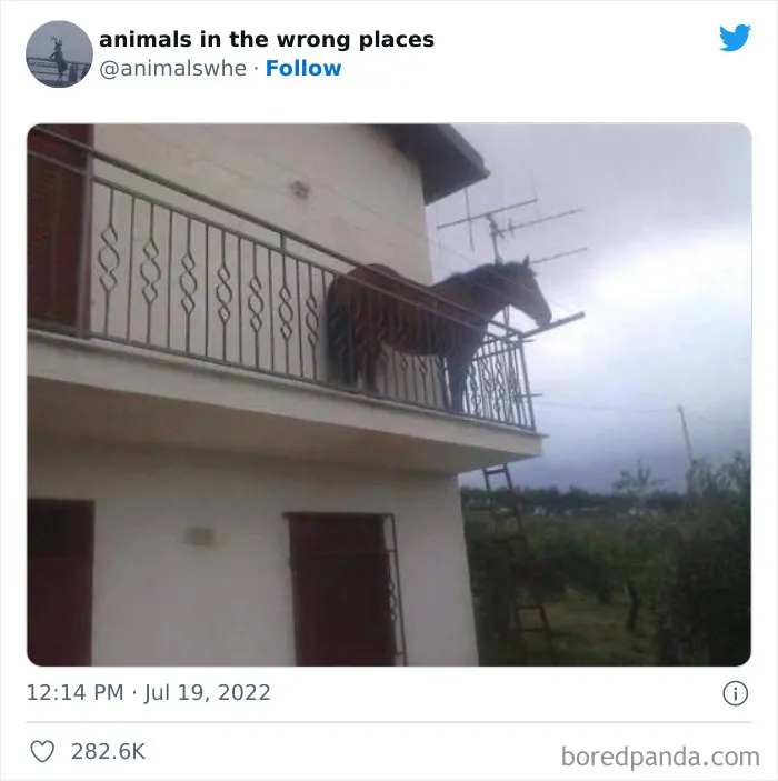 34 Animales avistados en lugares indebidos y que acabaron en esta cuenta de Twitter