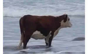 35 Times People Spotted Animals In Places They Shouldn't Have Been And Submitted Pics To This Twitter Account