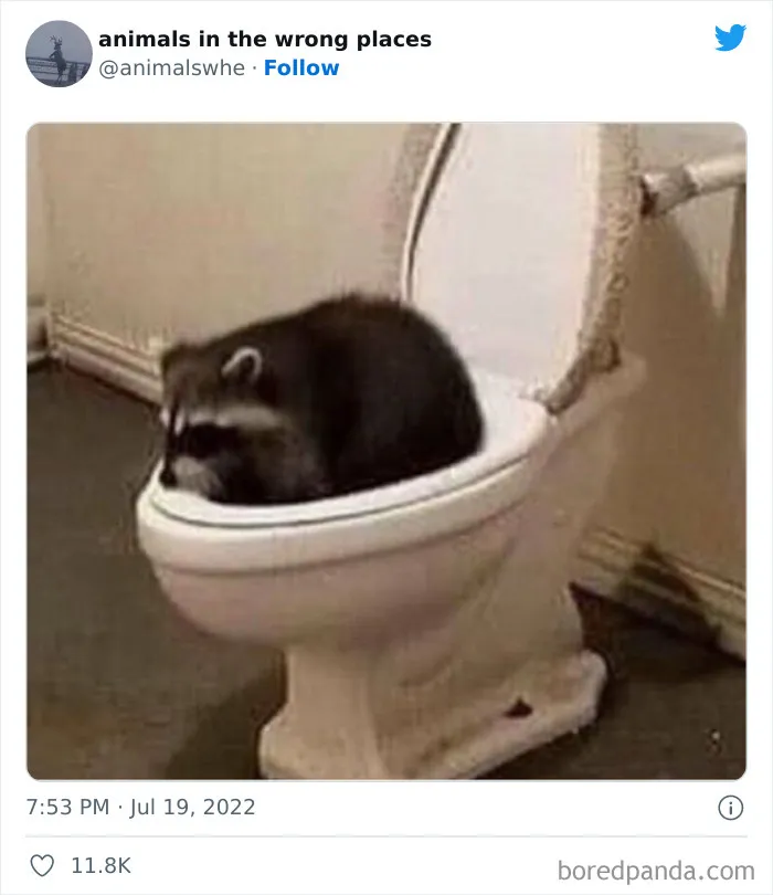 34 Animales avistados en lugares indebidos y que acabaron en esta cuenta de Twitter