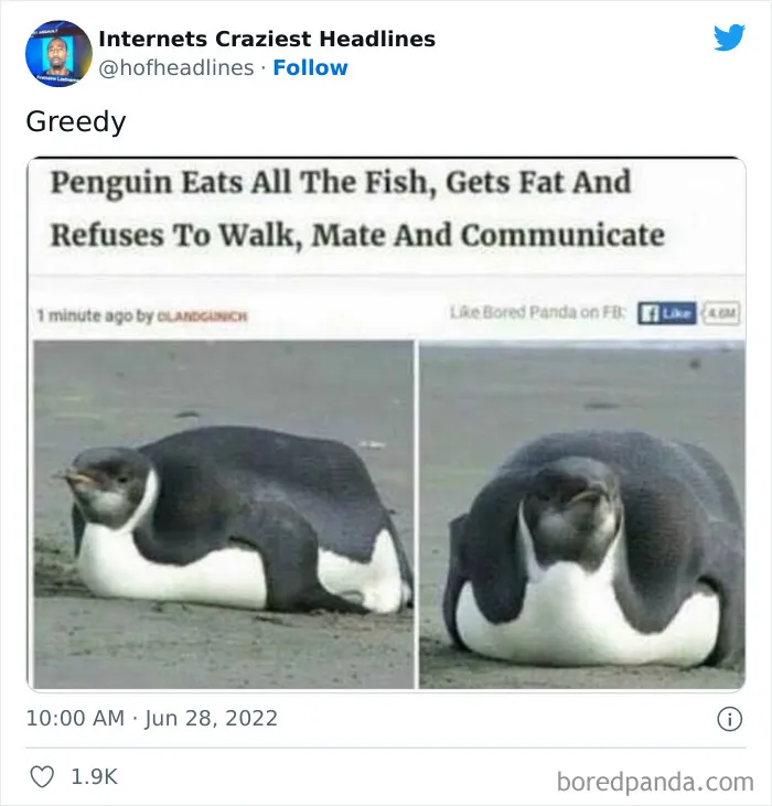 This Twitter Page Collects 50 Of The Most Ridiculous News Headlines Ever Printed Or Shared (New Pics)