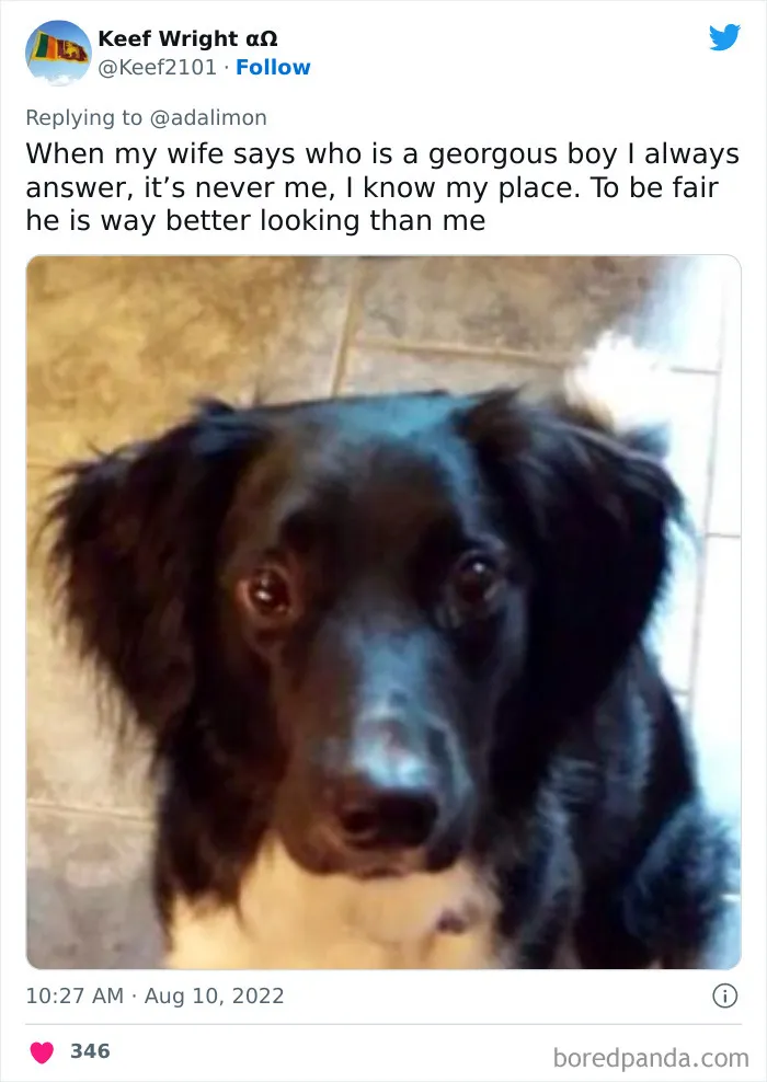 People Are Sharing Embarrassing Moments When They Thought Someone Was Speaking To Them Instead Of Their Pet, And Here Are 29 Of The Funniest Ones