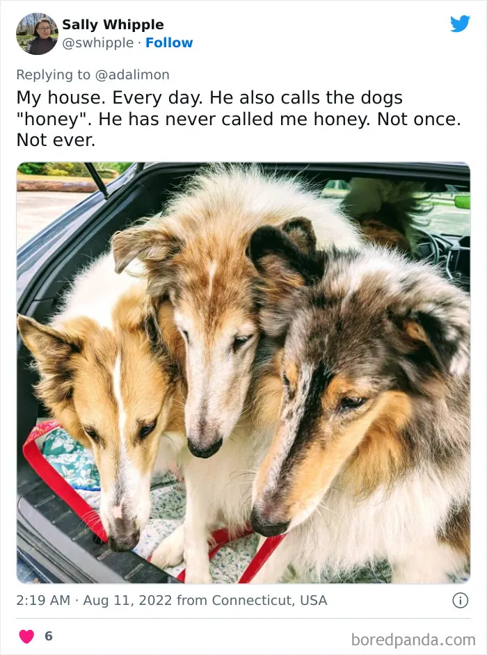 People Are Sharing Embarrassing Moments When They Thought Someone Was Speaking To Them Instead Of Their Pet, And Here Are 29 Of The Funniest Ones