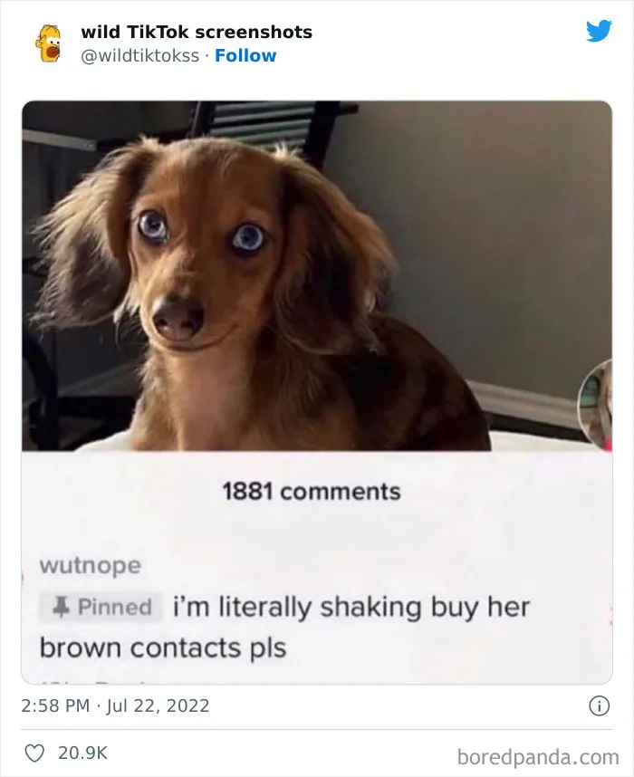 The 'Wild TikTok Screenshots' Twitter Account Is Making People Lose Faith In Humanity, And Here Are 35 Of Their Craziest Posts