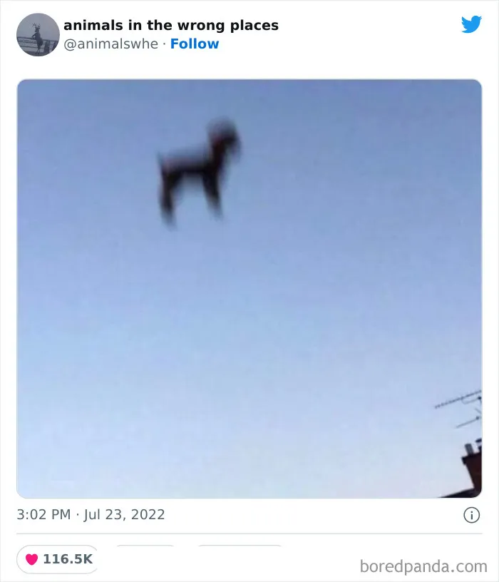 34 Animales avistados en lugares indebidos y que acabaron en esta cuenta de Twitter