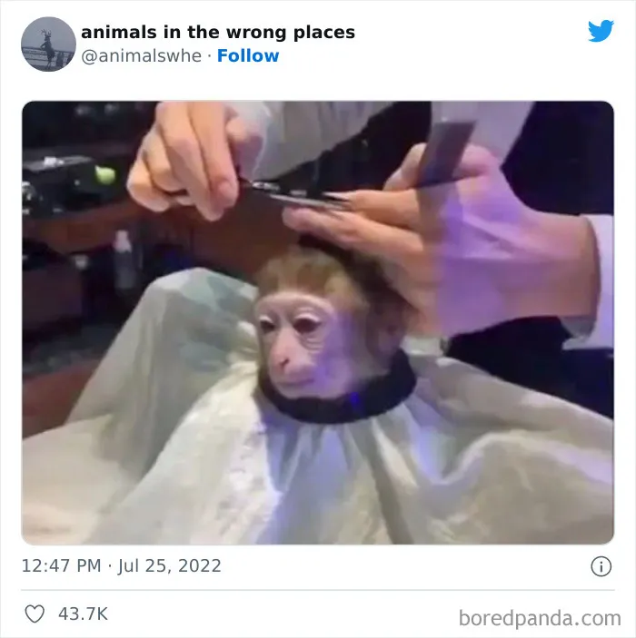 34 Animales avistados en lugares indebidos y que acabaron en esta cuenta de Twitter