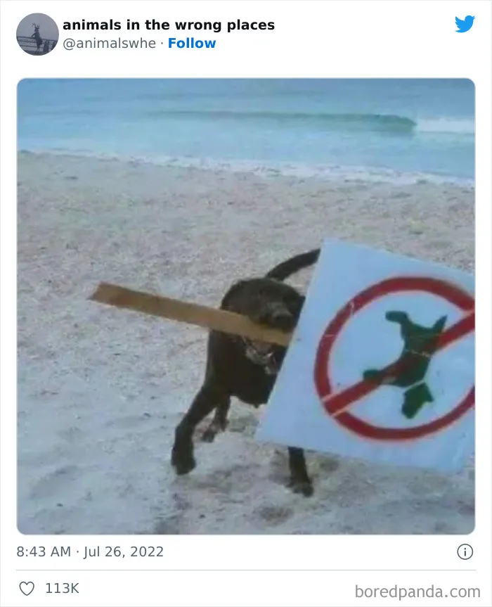 34 Animales avistados en lugares indebidos y que acabaron en esta cuenta de Twitter