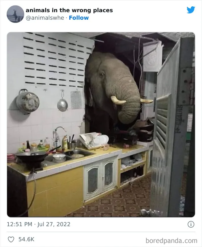 34 Animales avistados en lugares indebidos y que acabaron en esta cuenta de Twitter