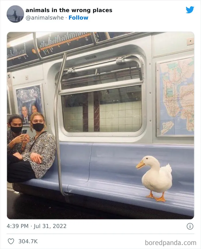 34 Animales avistados en lugares indebidos y que acabaron en esta cuenta de Twitter