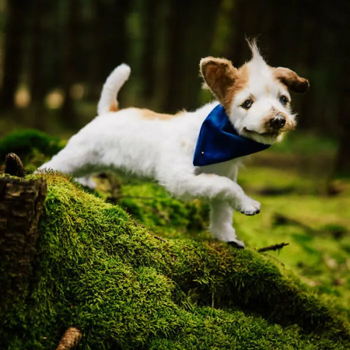 I'm Making Animal Dolls Out Of Faux Fur, And It's Both Ethical And Cute (32 Pics)