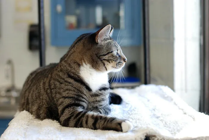 Called The Vet For Wife's Test Results
