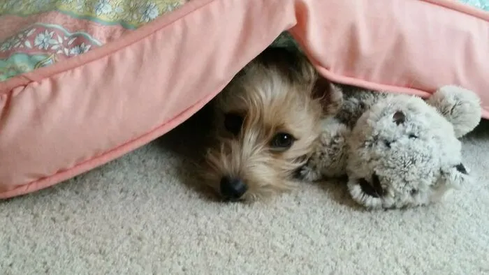 The “WeRateDogs” Twitter Account With 9M Followers Rates People's Dogs, And It's As Hilarious As It Is Wholesome (50 New Pics)