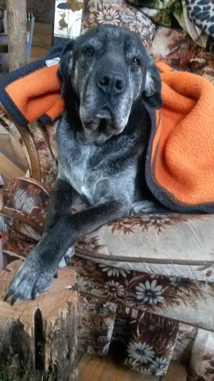 My Bud, Cujo