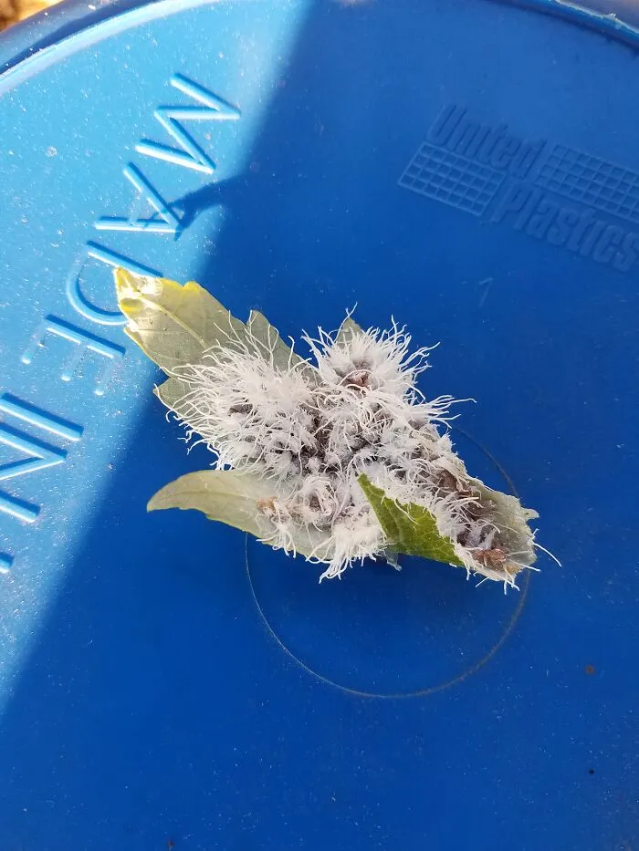 Many Small Bugs In A Maple Leaf. Look Closely And You Can See The Individuals.   They Lose The White Fluff After They Land.  The Leaf Fell Off Tbe Tree Prematurely.  They Are Not Mealworms, But I Have Not Been Able To Id Them.