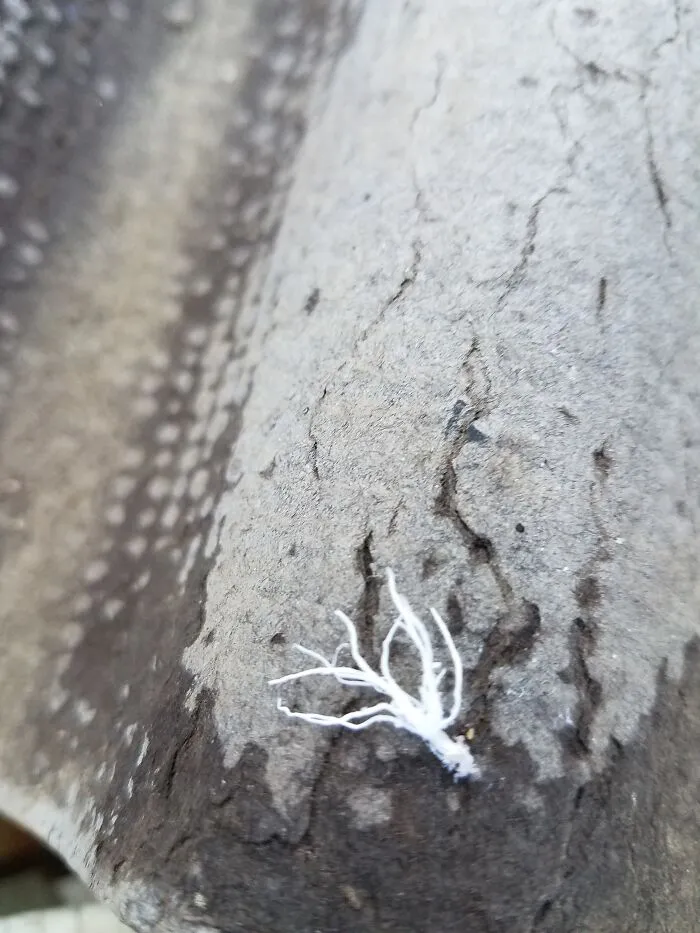 Here's Another Pic Of My Alien Bug.